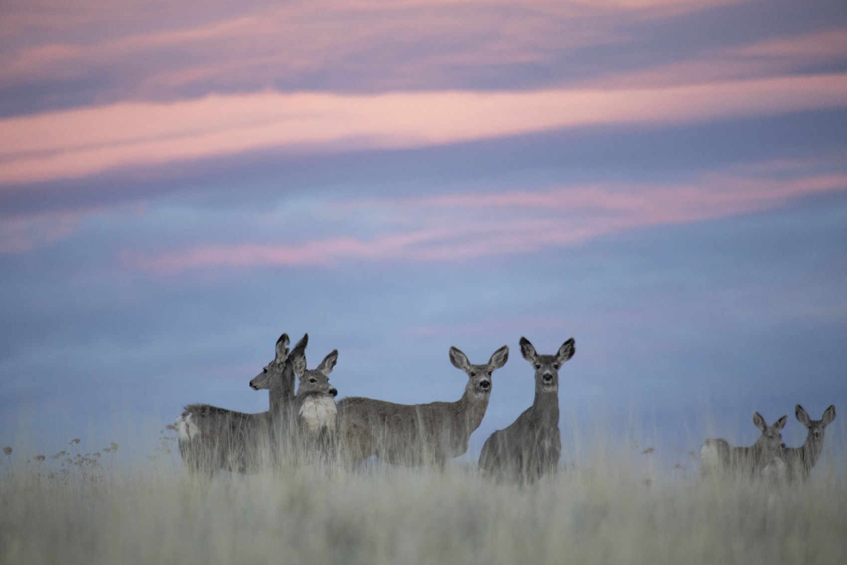 Mule deer